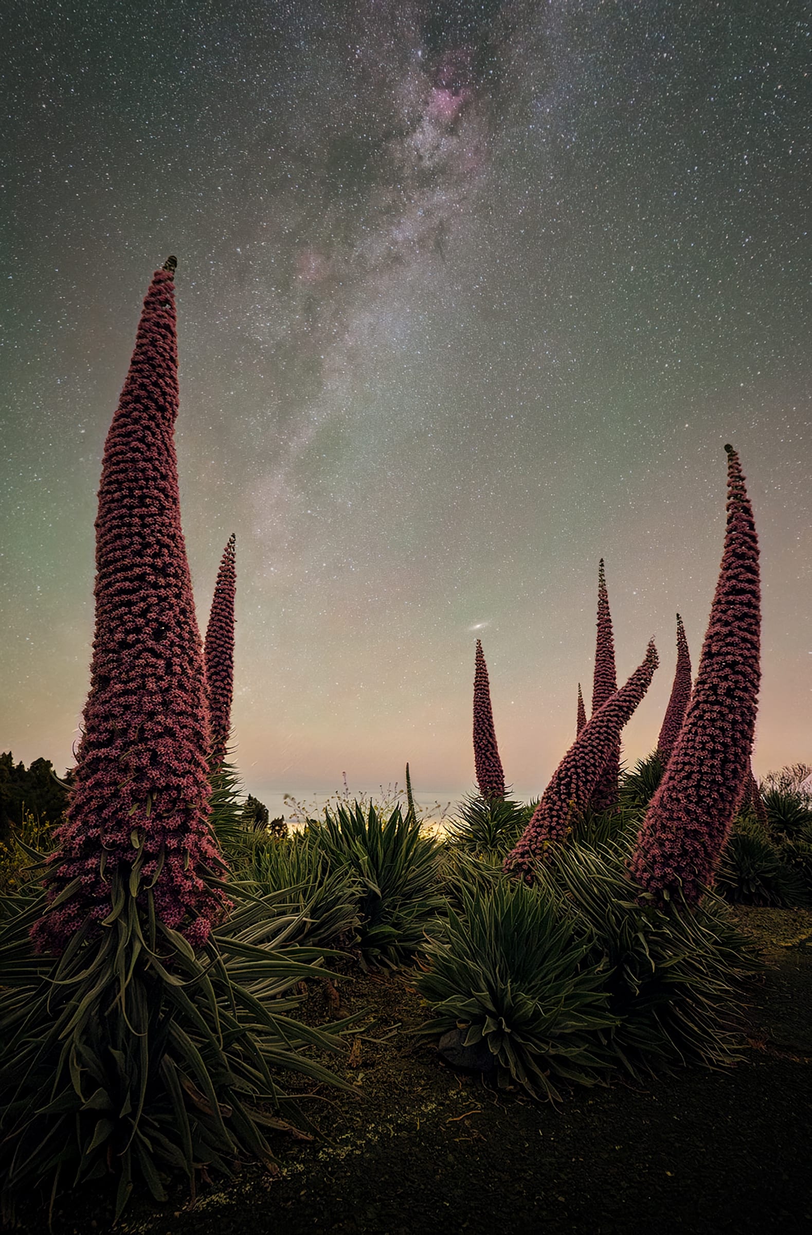 Tajinastes en flor de La Palma bajo la Vía Láctea y La Galaxia de Andrómeda sobre un tajaste